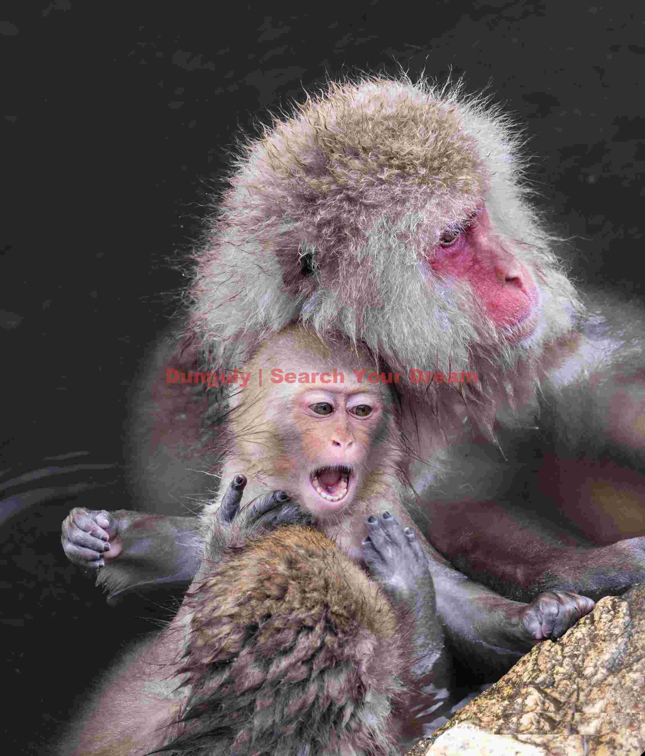 Young snow monkey Jigokudani Snow Monkey Park, Japan