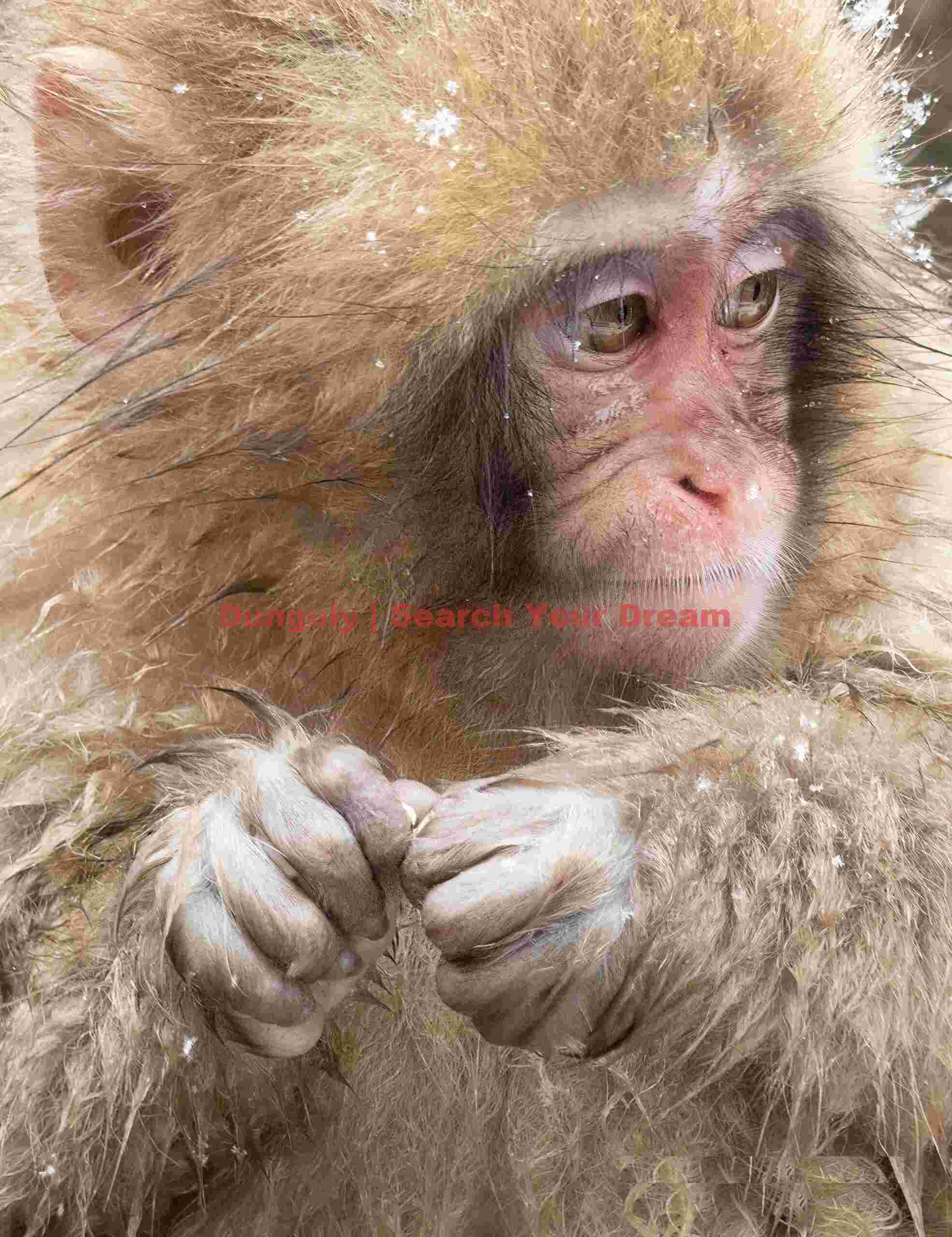 Young snow monkey hands