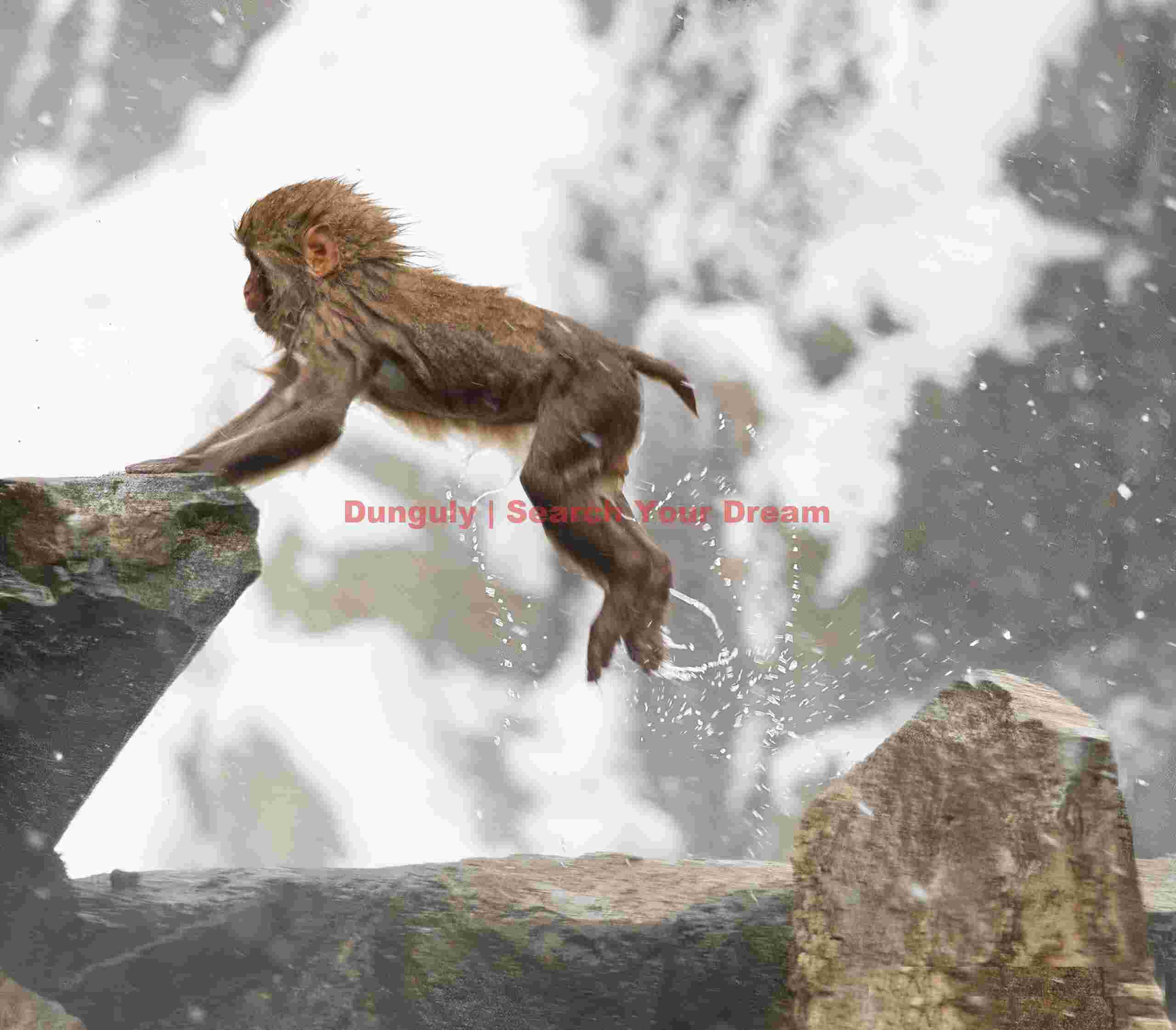 Young snow monkey leaping between rocks