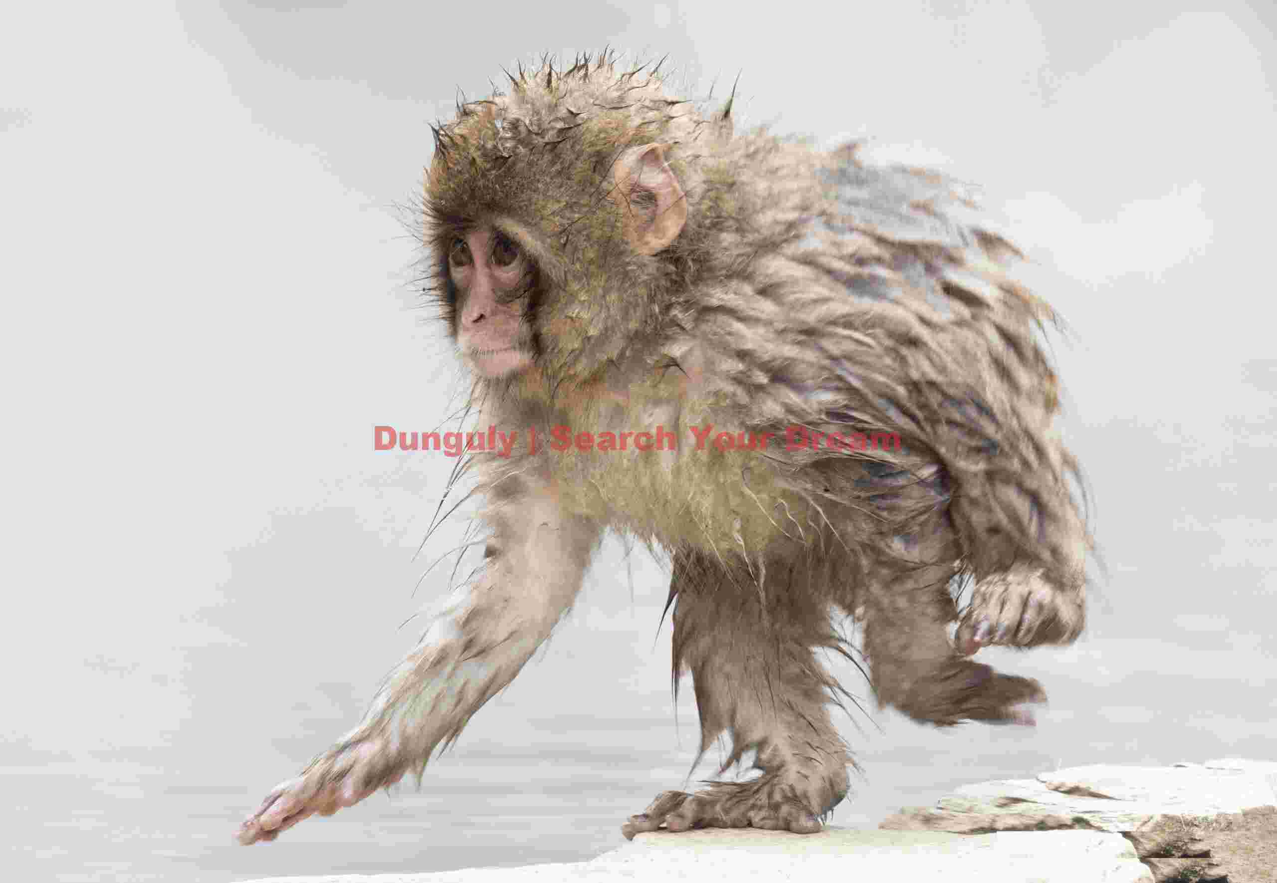 Young snow monkey running along the wall of the onsen