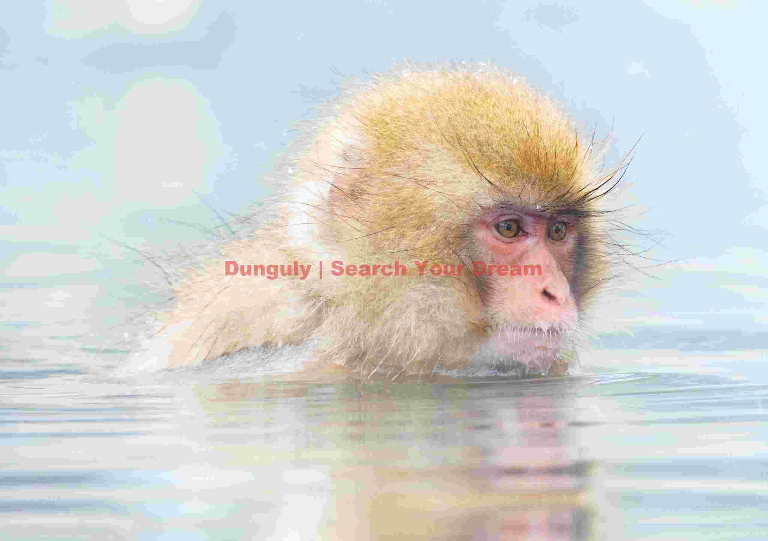 Young snow monkey with head above water in onsen