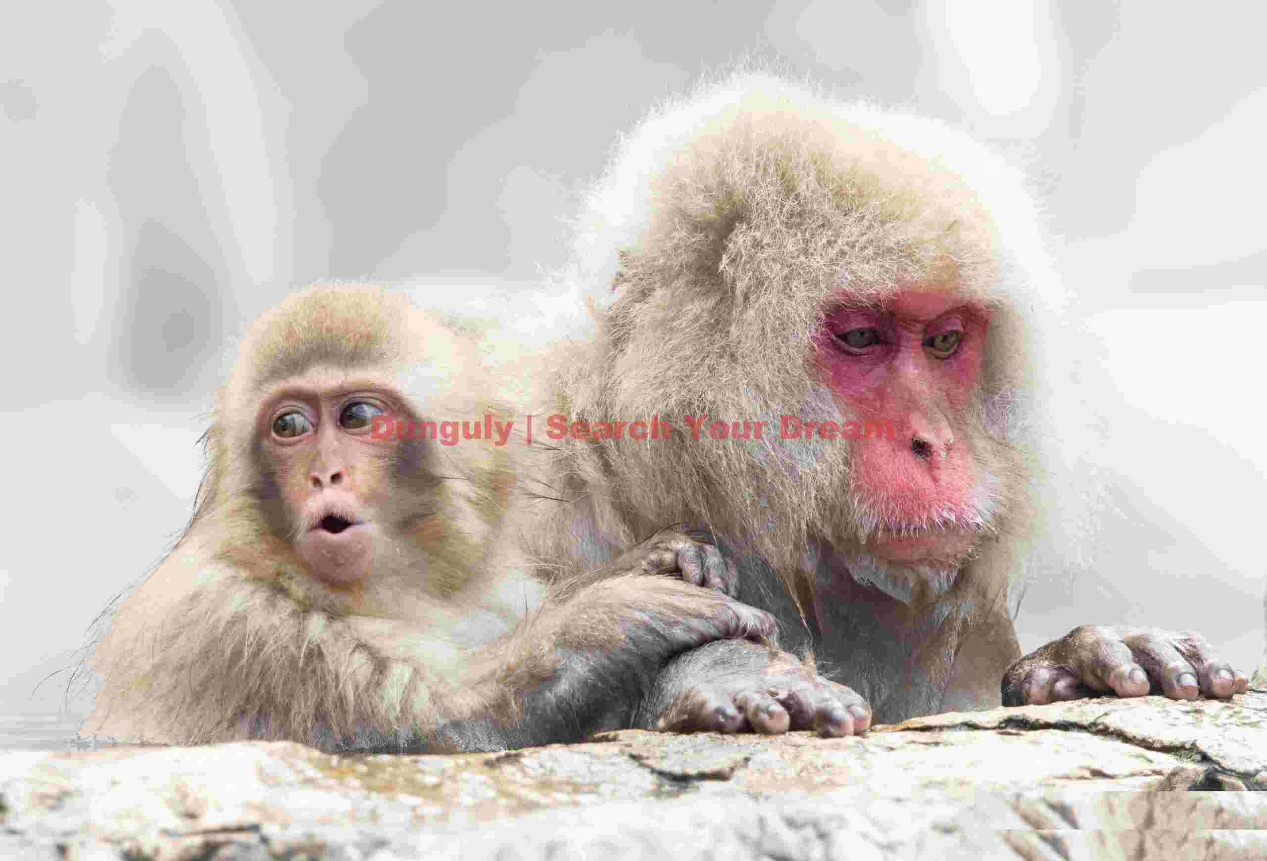 Young snow monkey with surprised expression by mother