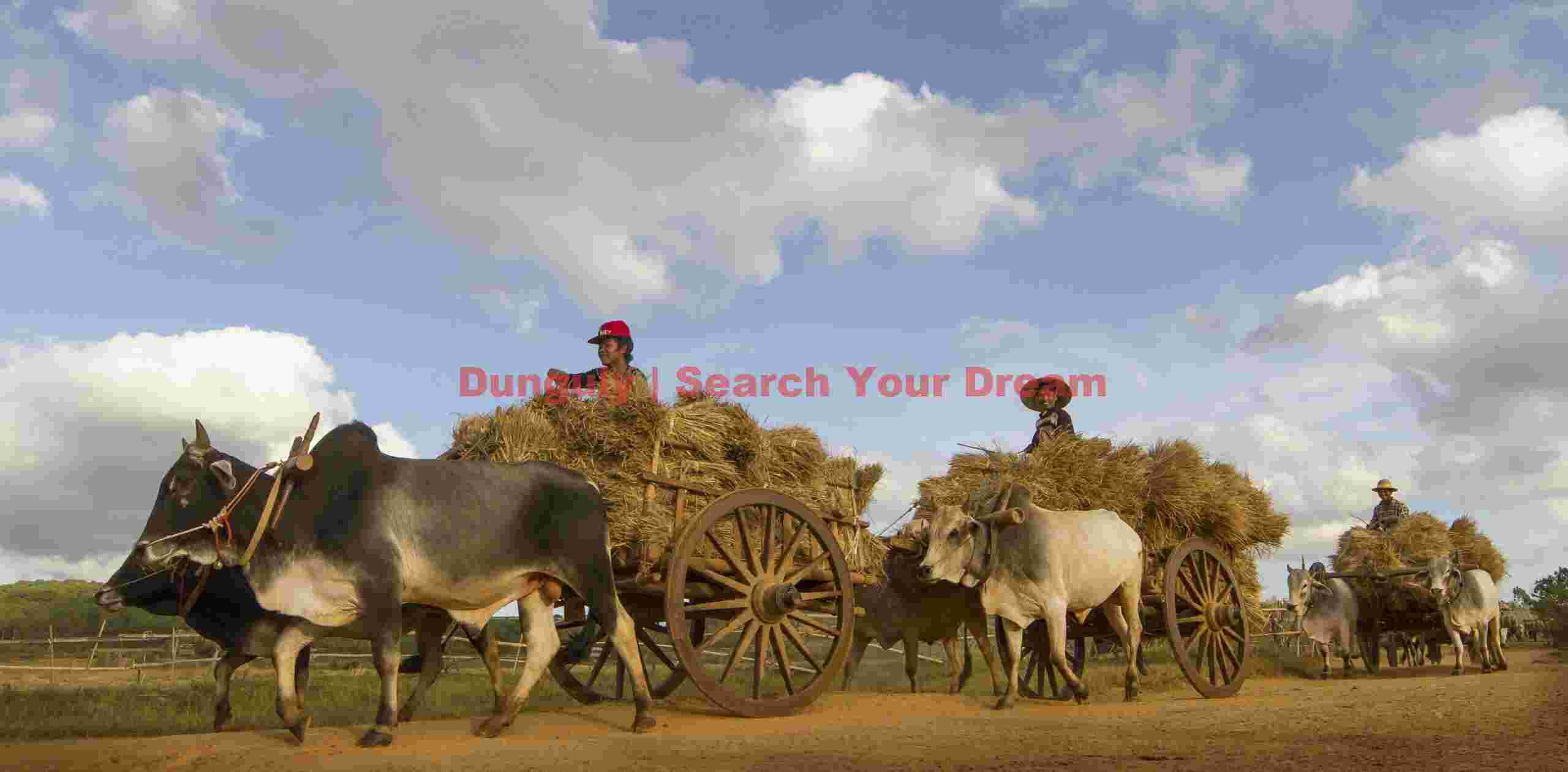 A convoy of ox carts