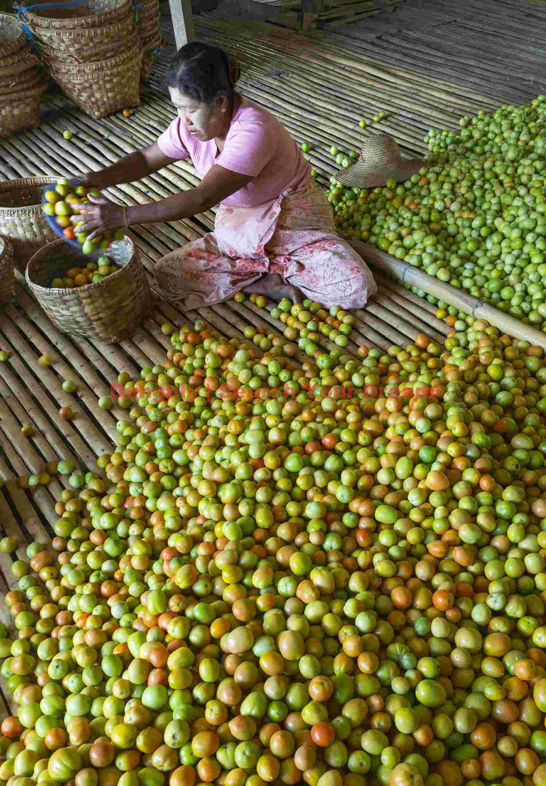 A multitude of tomatos to pack