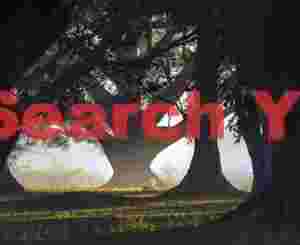 Banyan tree at sunrise