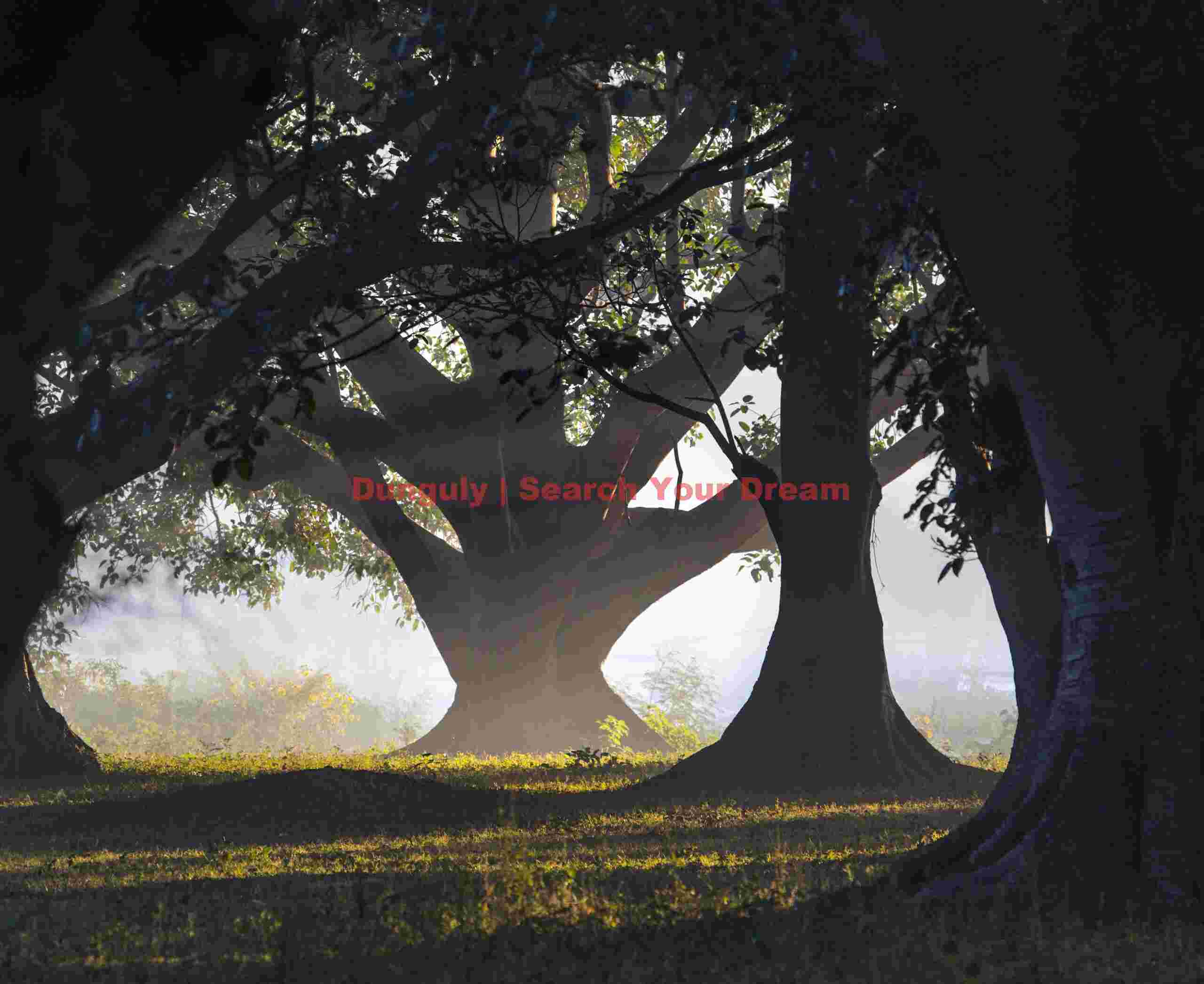 Banyan tree at sunrise