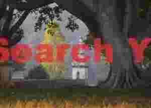 Banyan tree, yellow tree and white stupa