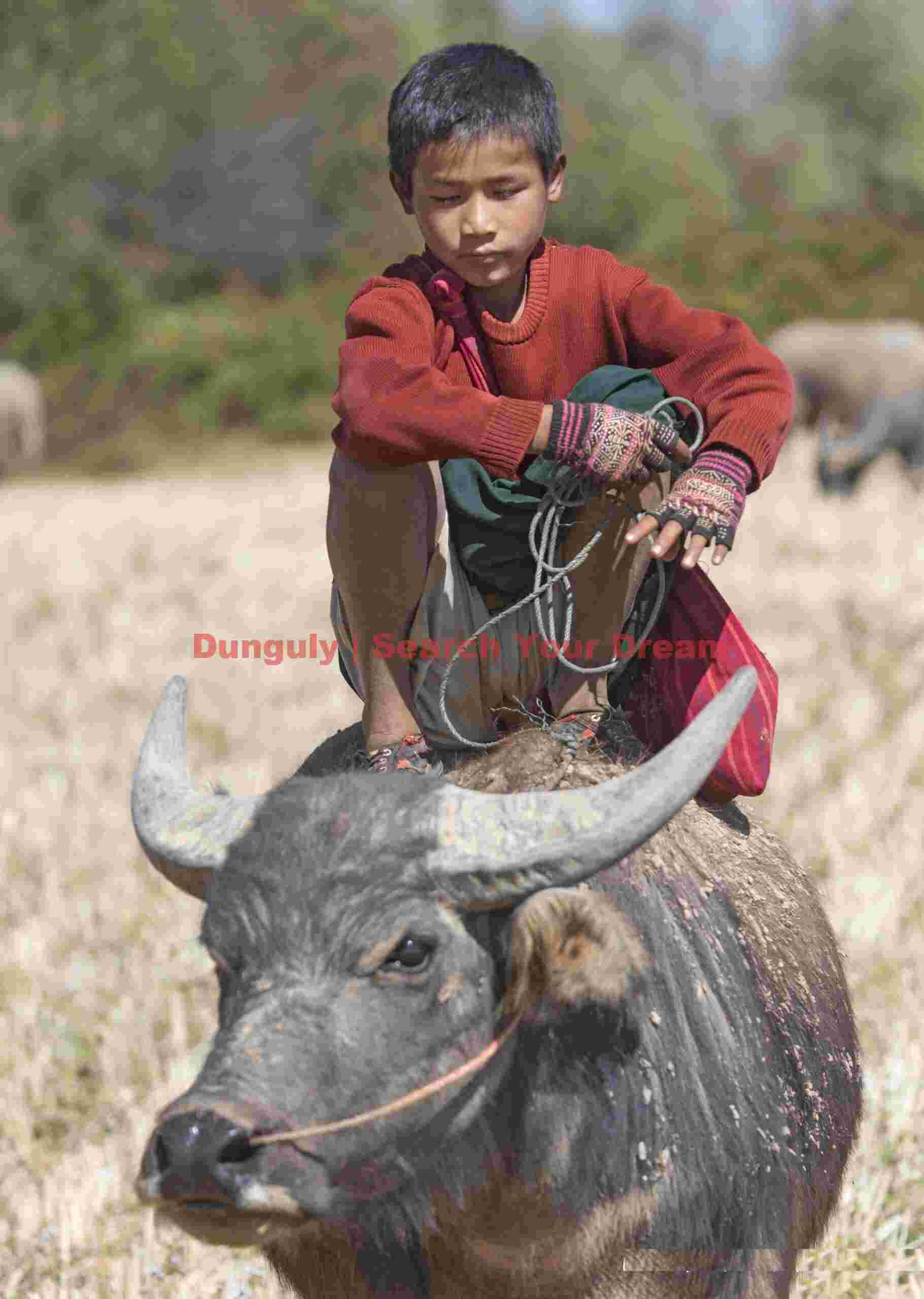 Boy riding an ox