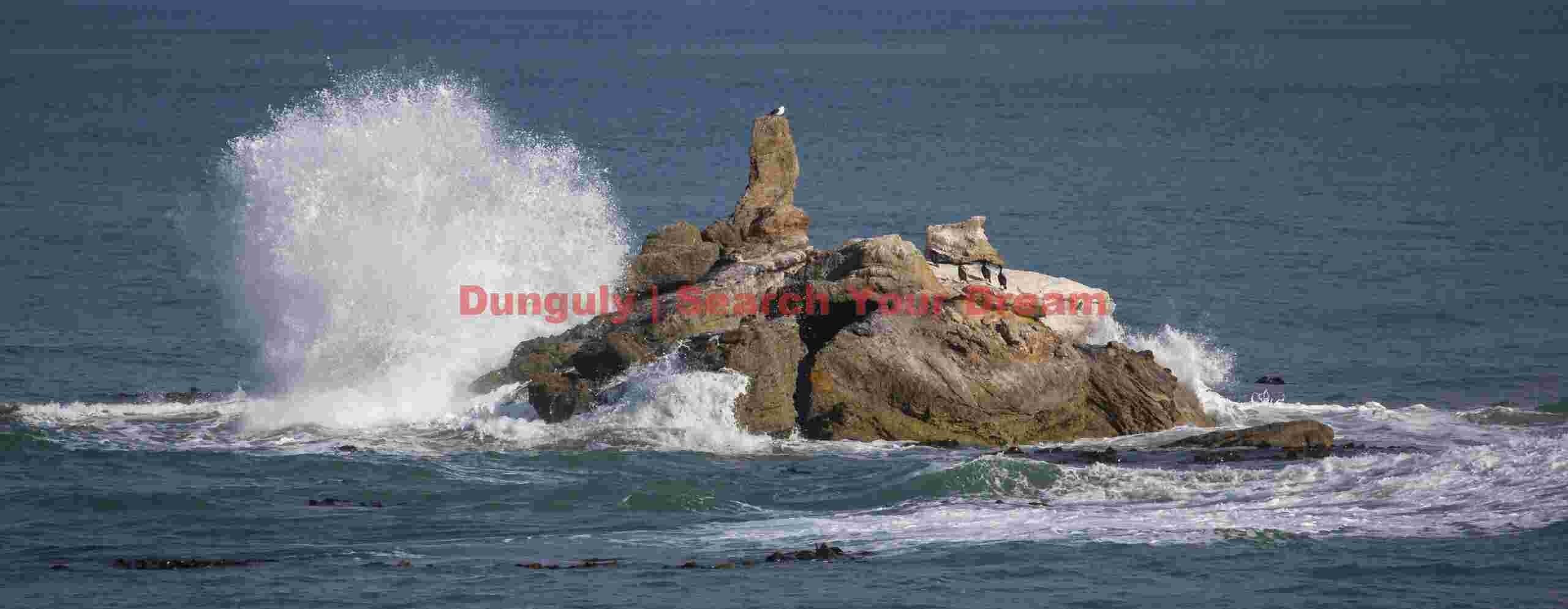 Breaking wave on rock with gull and shags