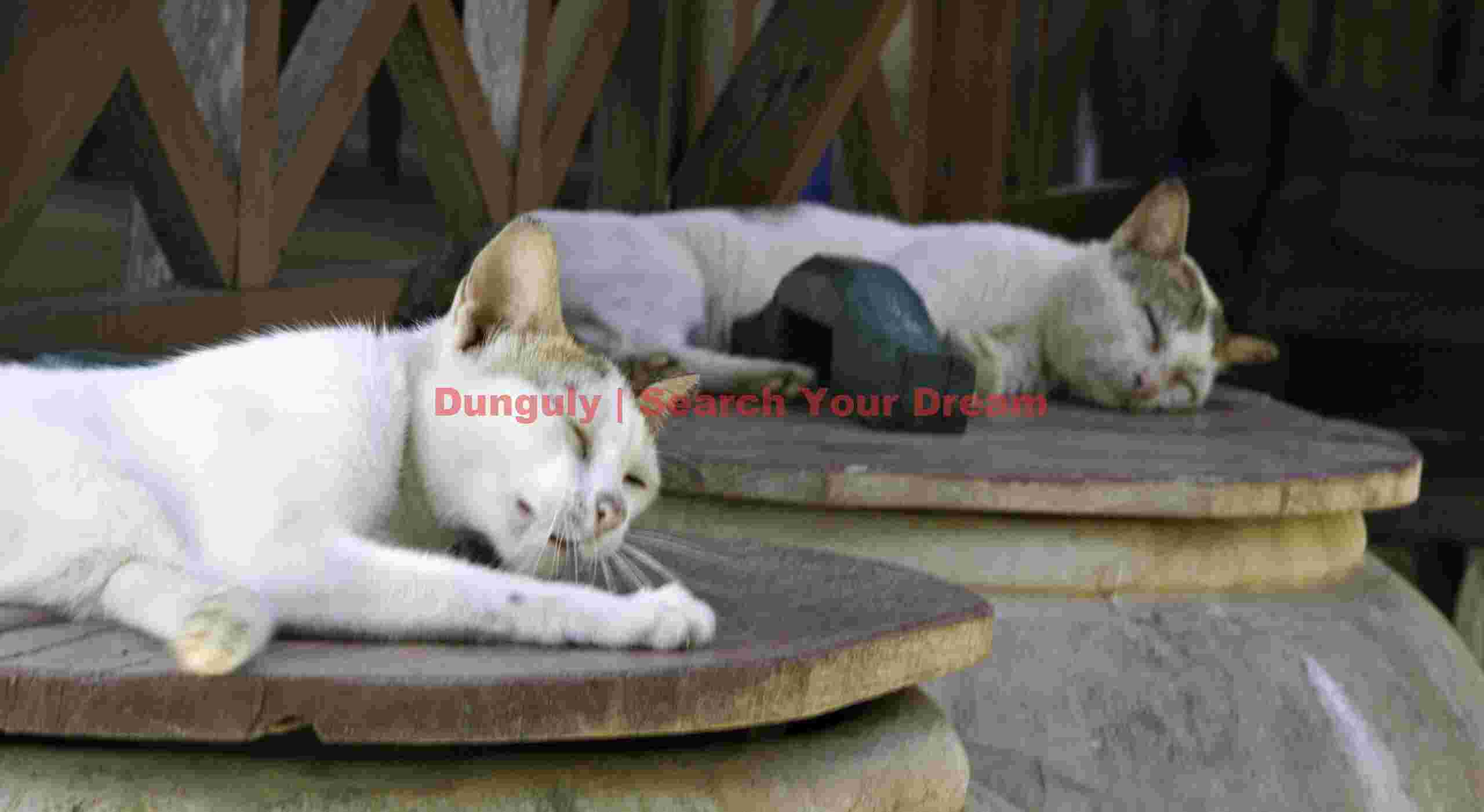 Cat nap on water jars