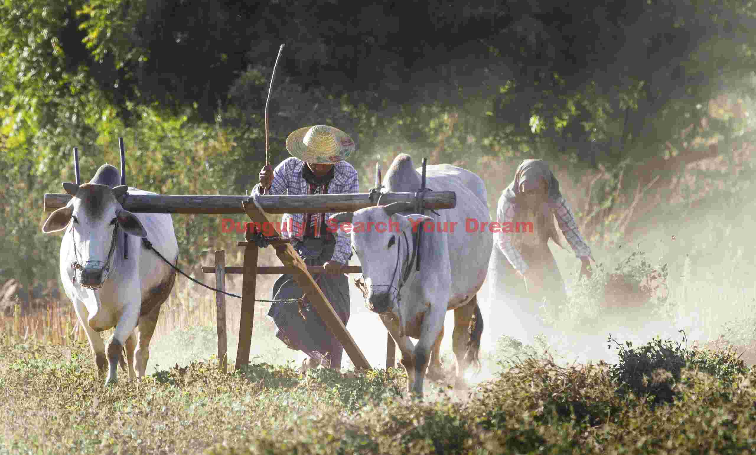 Clearing a field with ox-plough