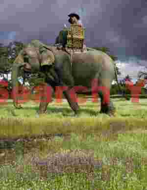Elephant ride through luxuriant grasslands above Xe Pian wetlands, Laos