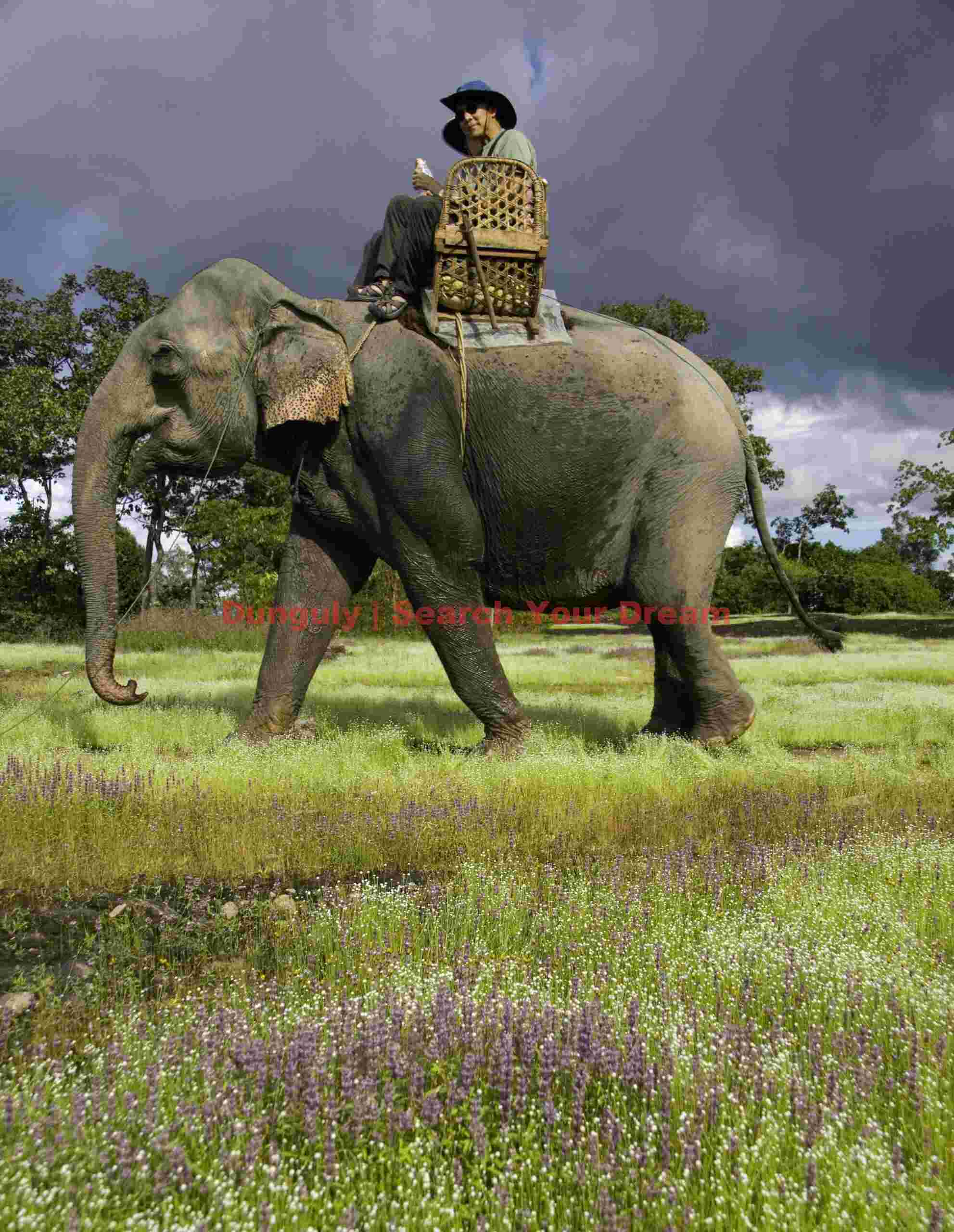 Elephant ride through luxuriant grasslands above Xe Pian wetlands, Laos