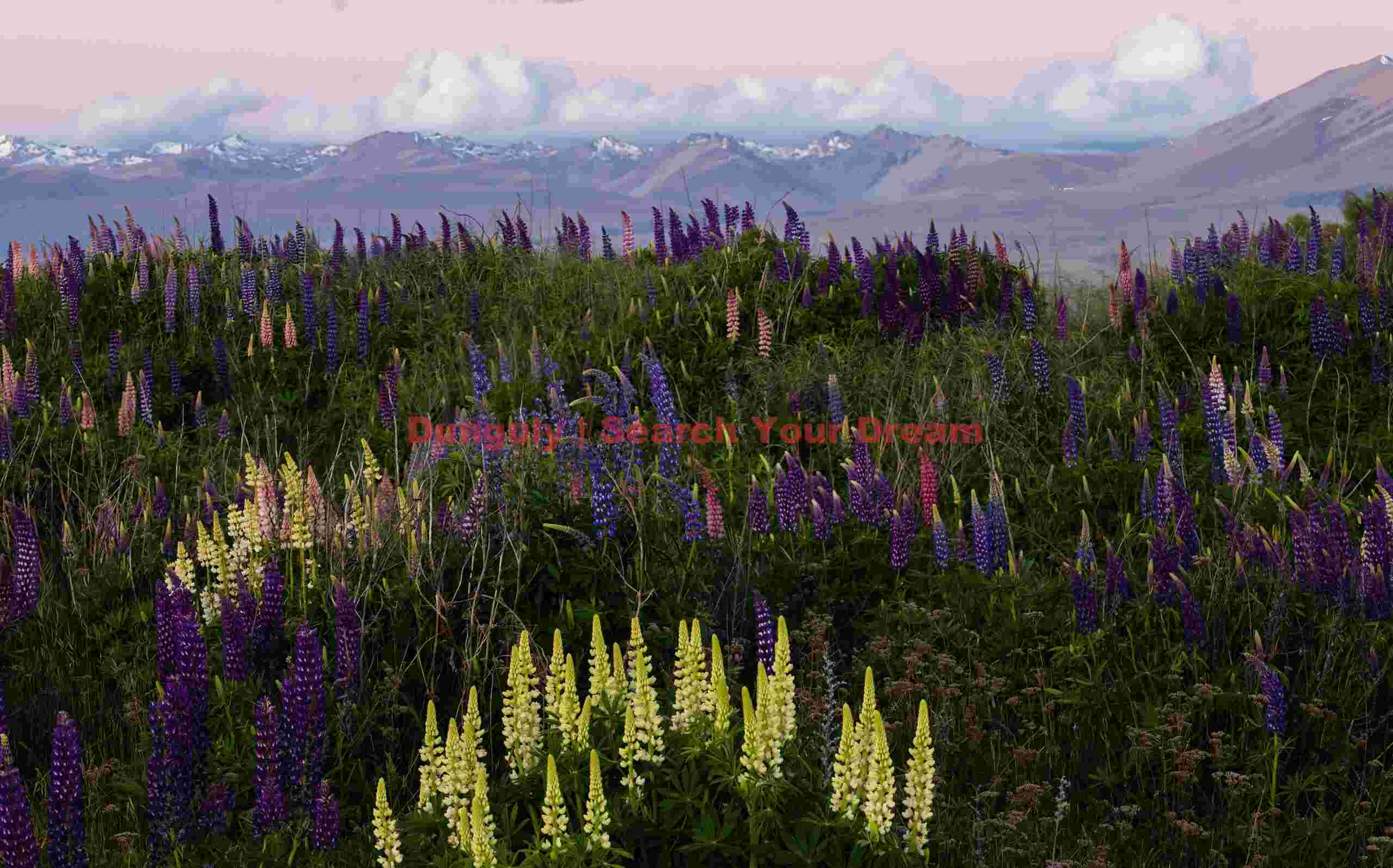 Evening light lupins