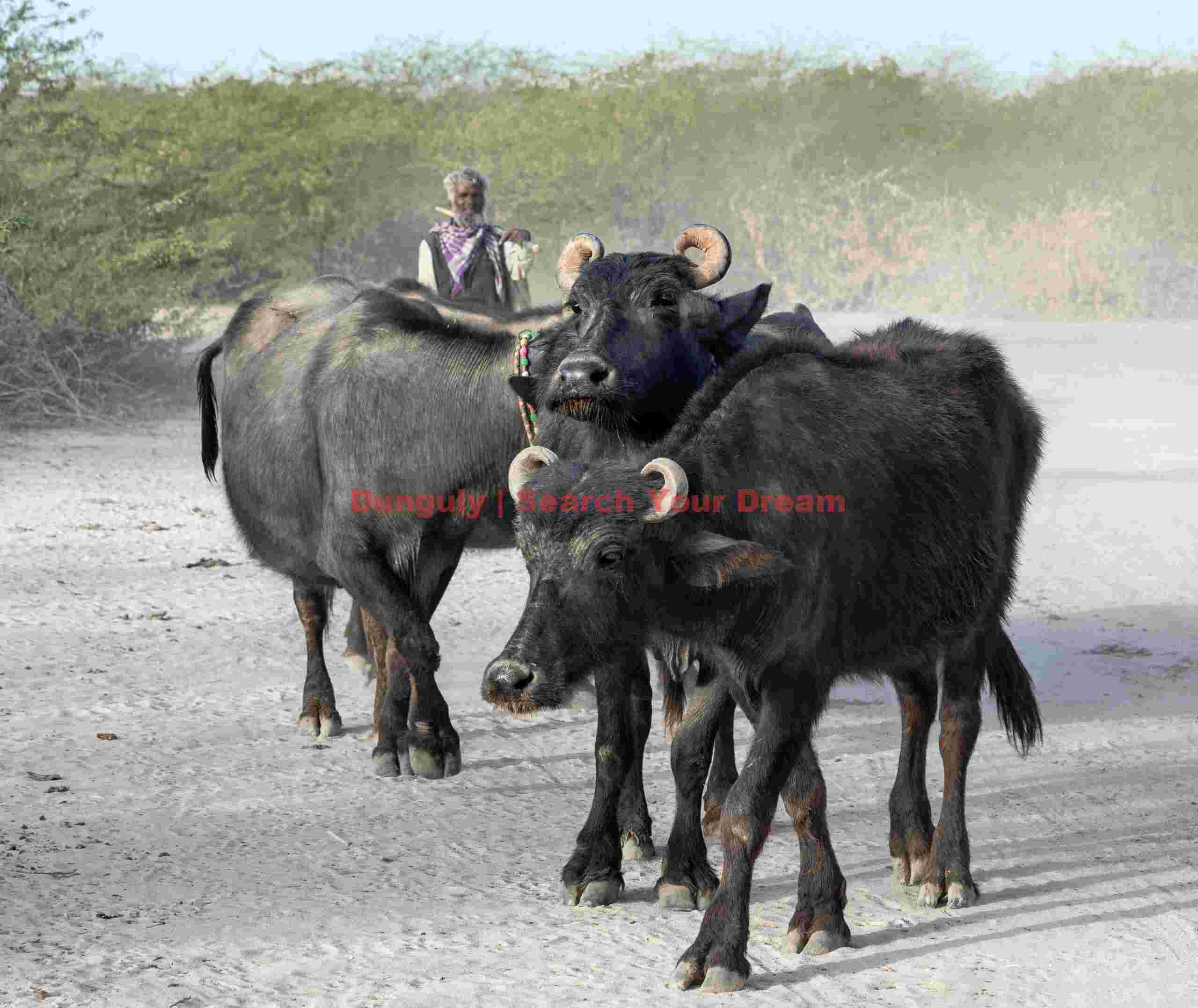 Farakani Jat herdsman