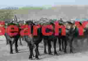 Farikani Jat buffalo