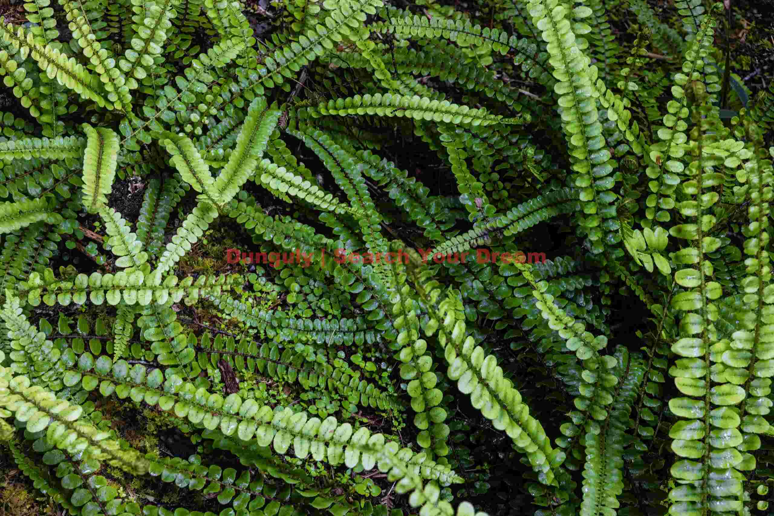 Fern frond tangle