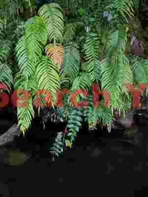 Ferns over dark pond