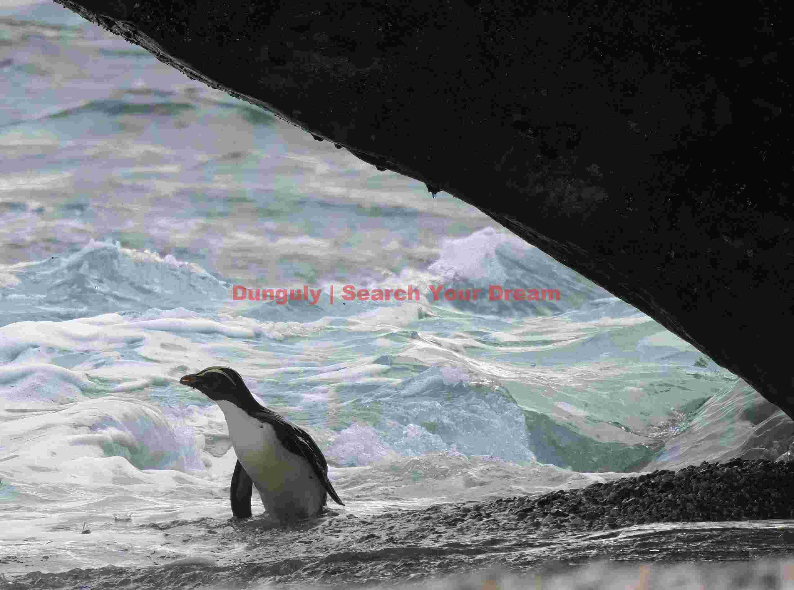 Fiordland penguin (tawaki) in waves under a rock