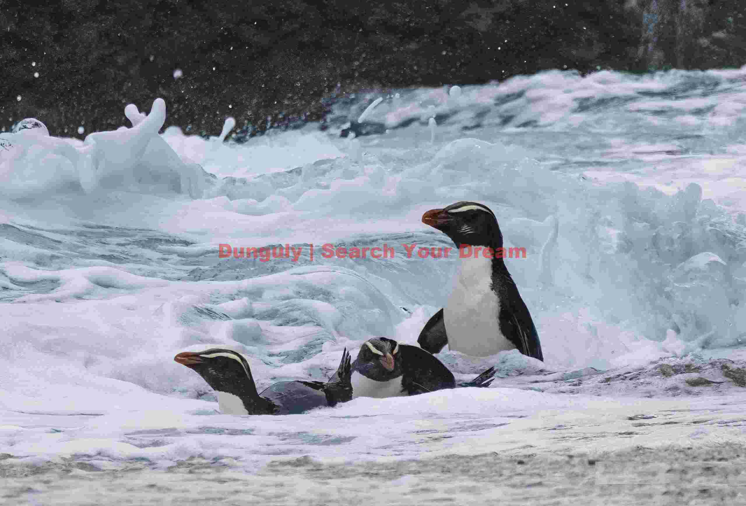 Fiordland penguins (tawaki) in surf