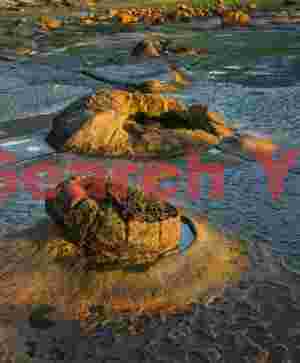Fried mushroom, Katiki Boulders, Shag Point, New Zealand