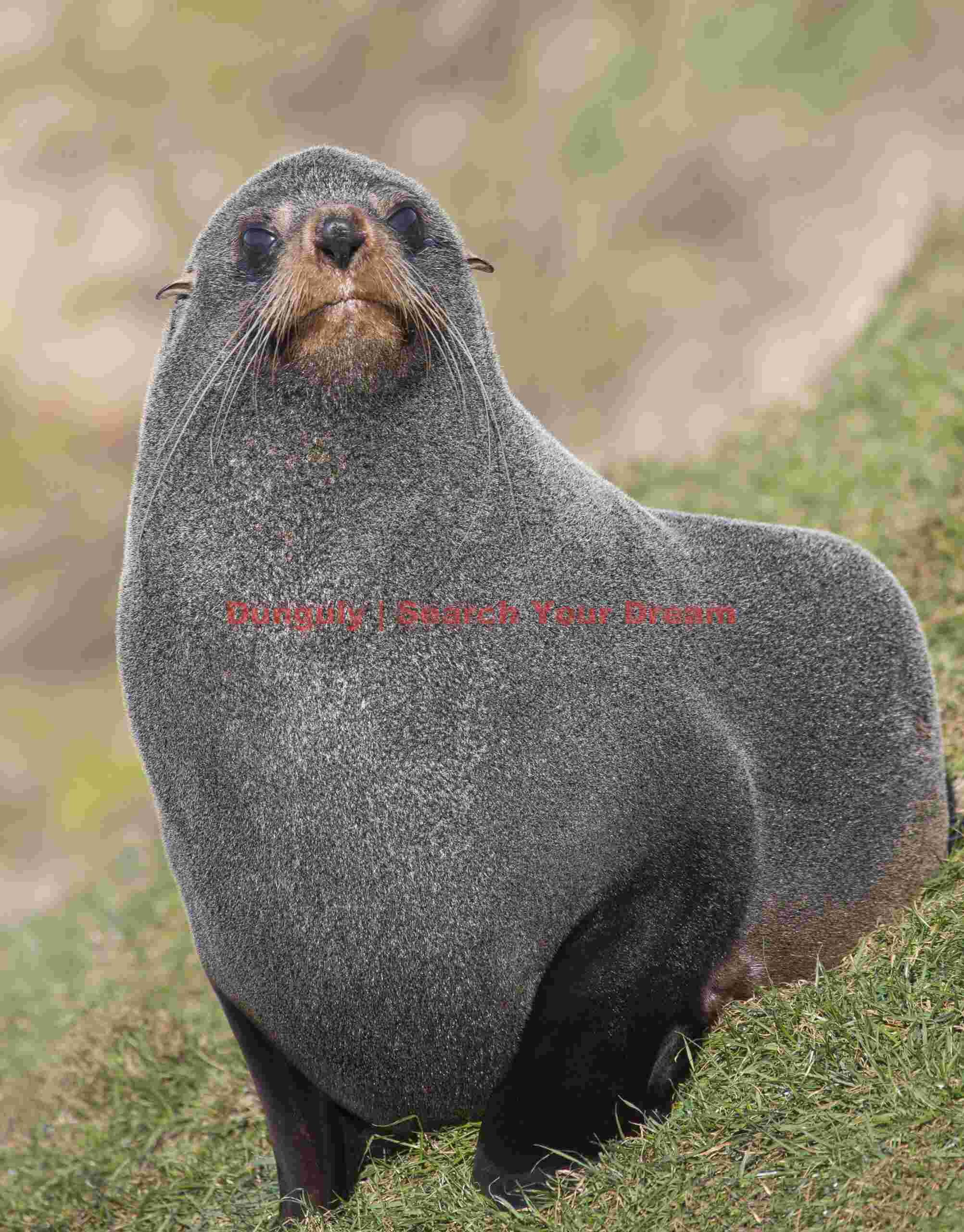 Fur seal on grass