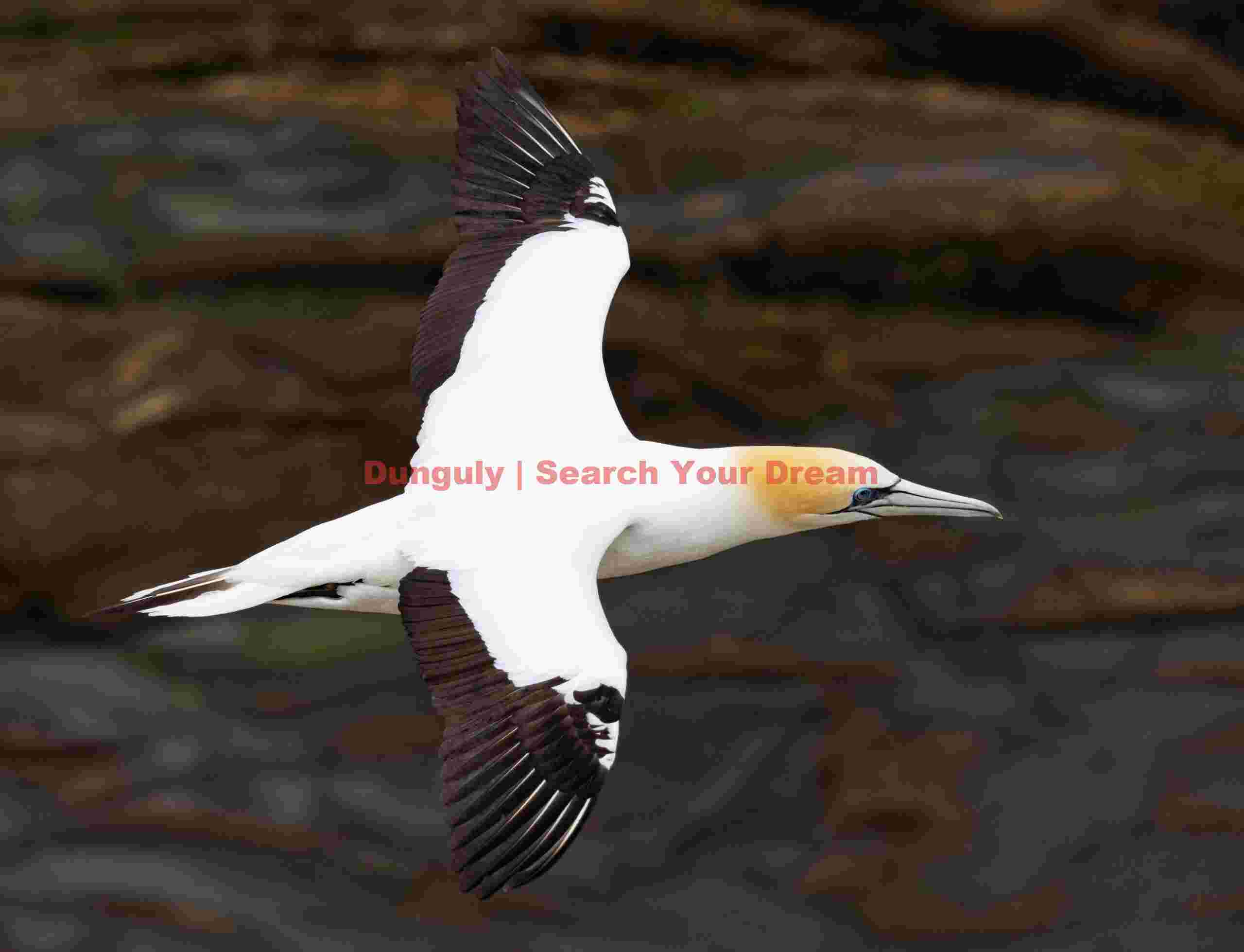 Gannet in flight over rocks