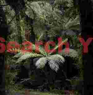 Giant fern in rainforest