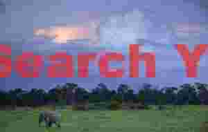 Grazing elephant at sunset