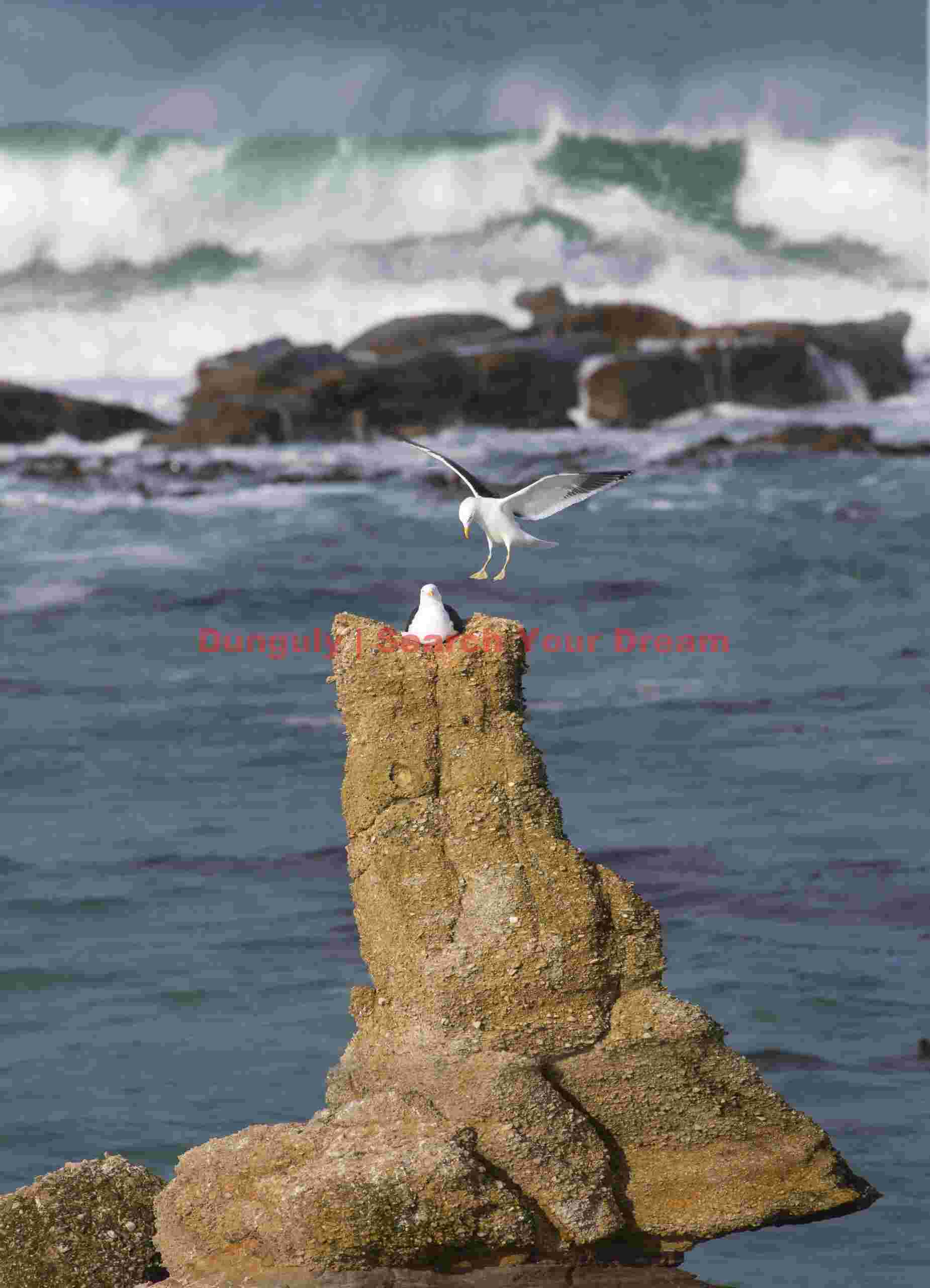 Gull landing on pinnacle