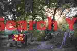 Horse Horse under trees with sunrise God-rays