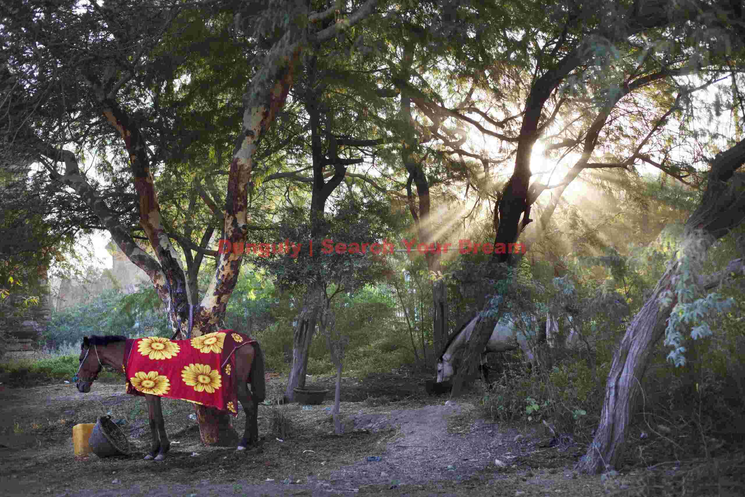 Horse Horse under trees with sunrise God-rays