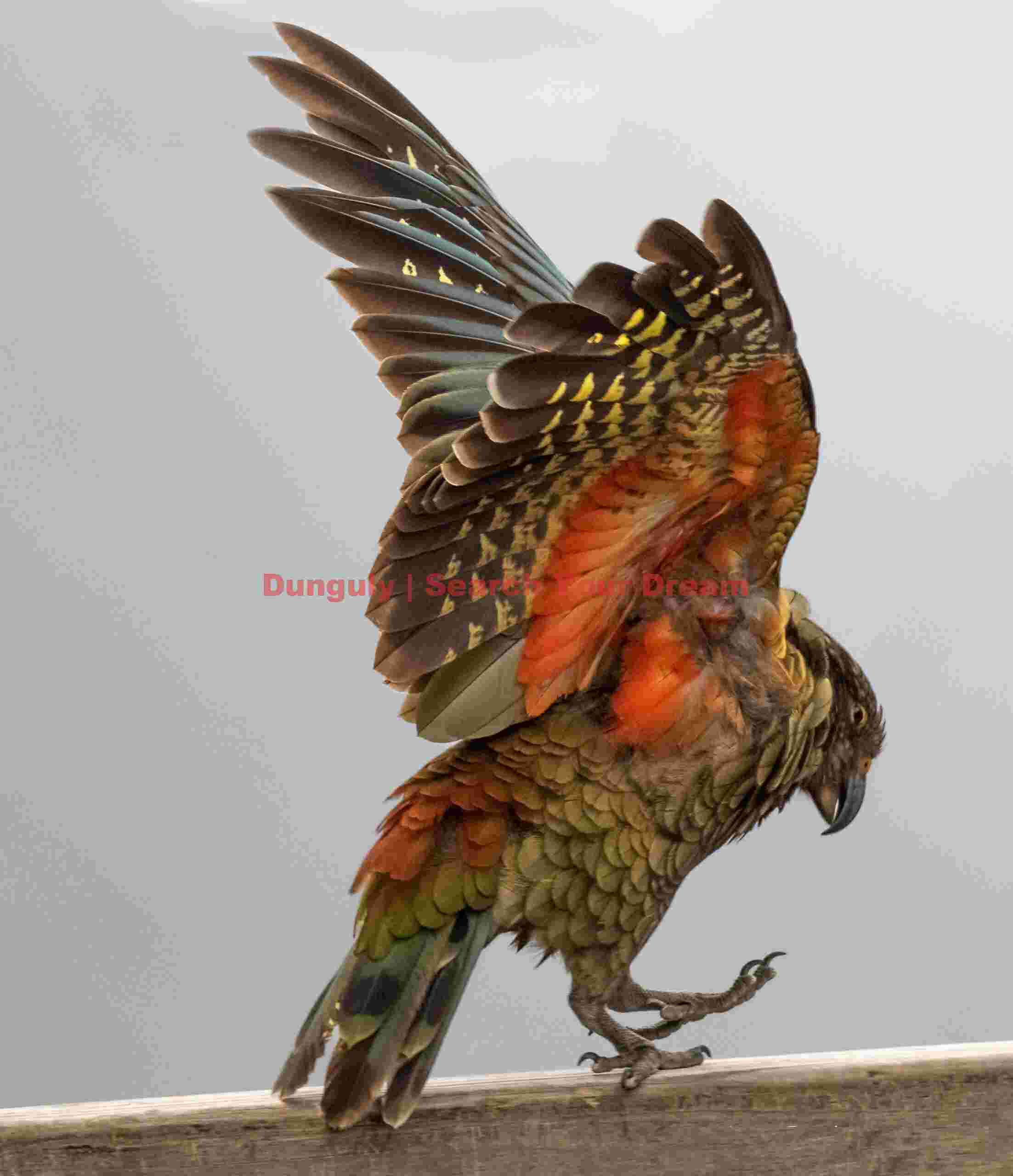Kea displaying red underwing