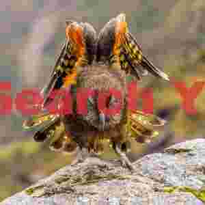 Kea displaying red wing feathers and tail