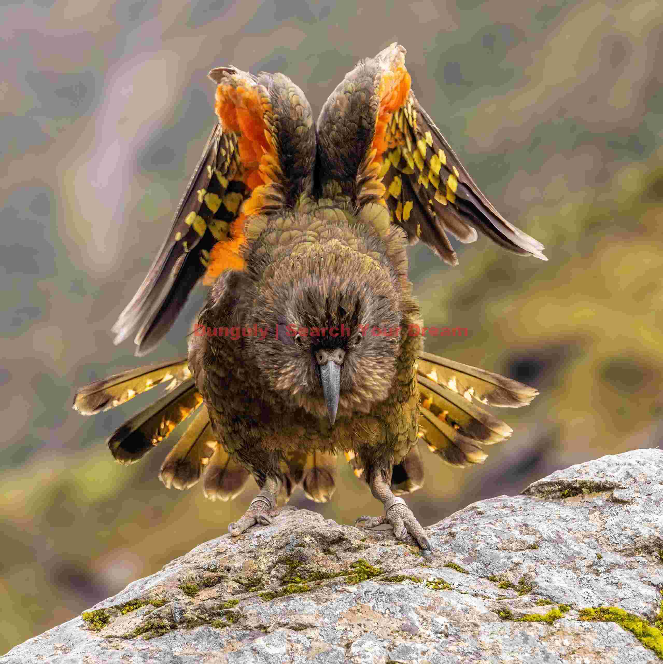 Kea displaying red wing feathers and tail