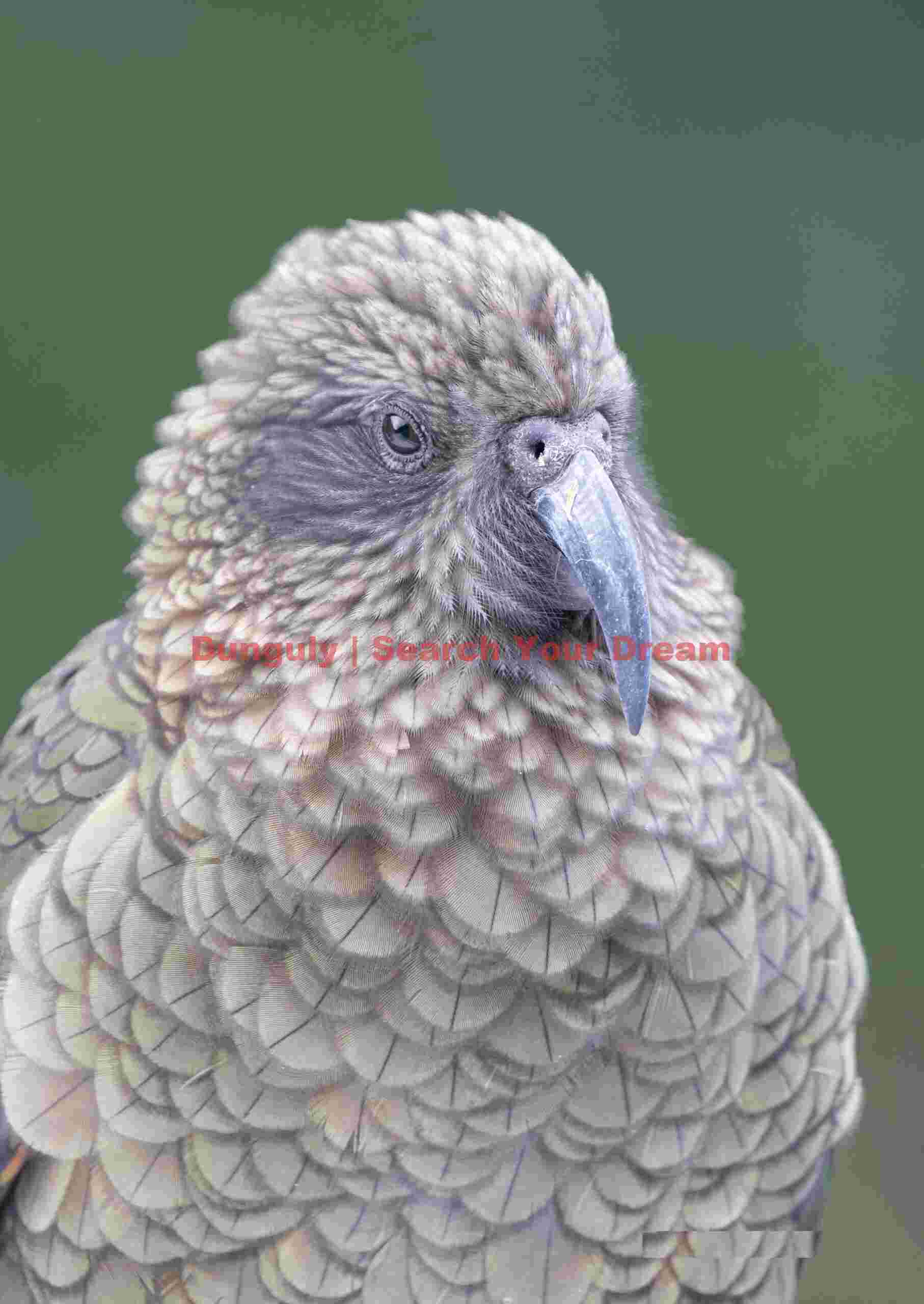 Kea headshot