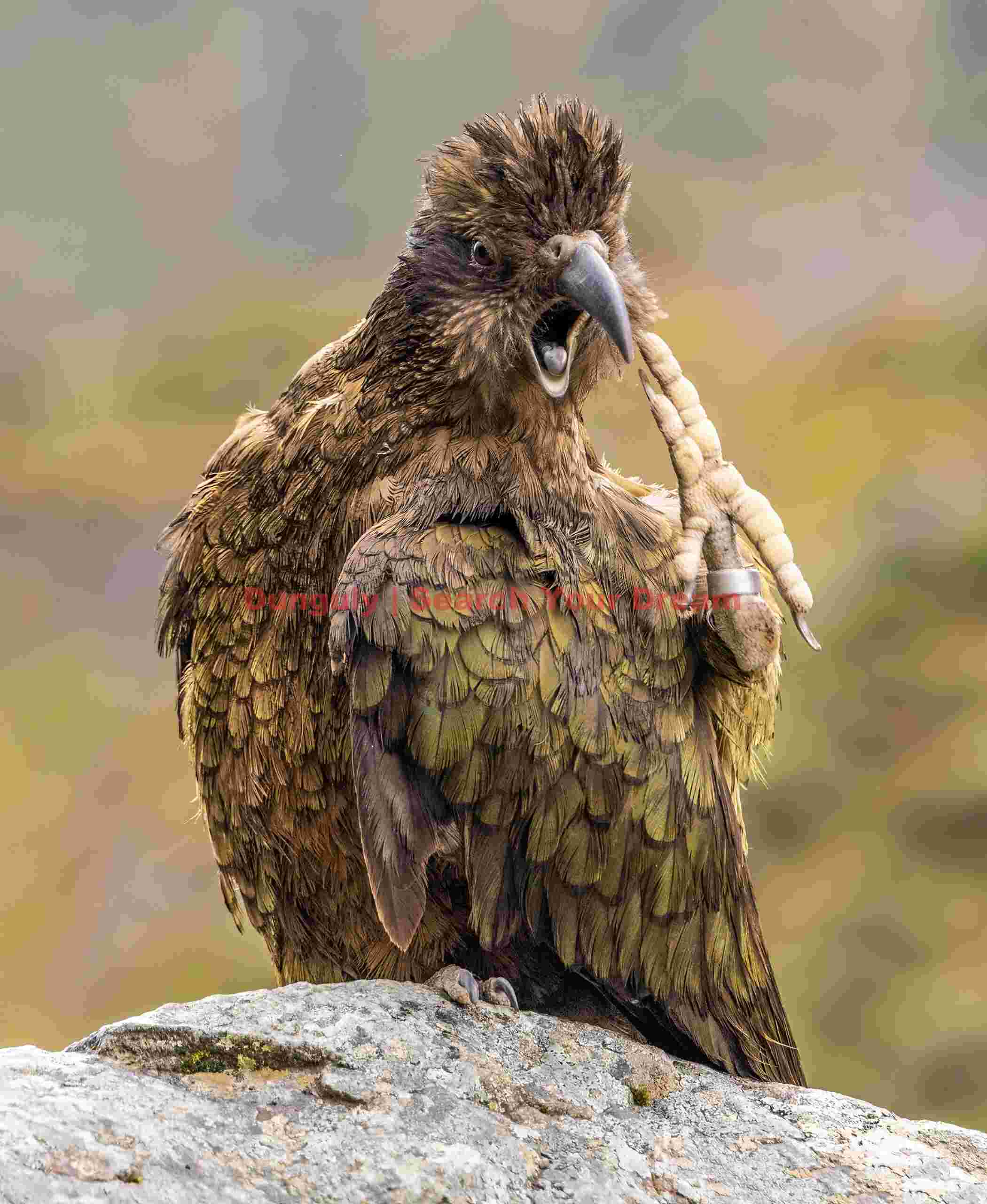 Kea looking astounded
