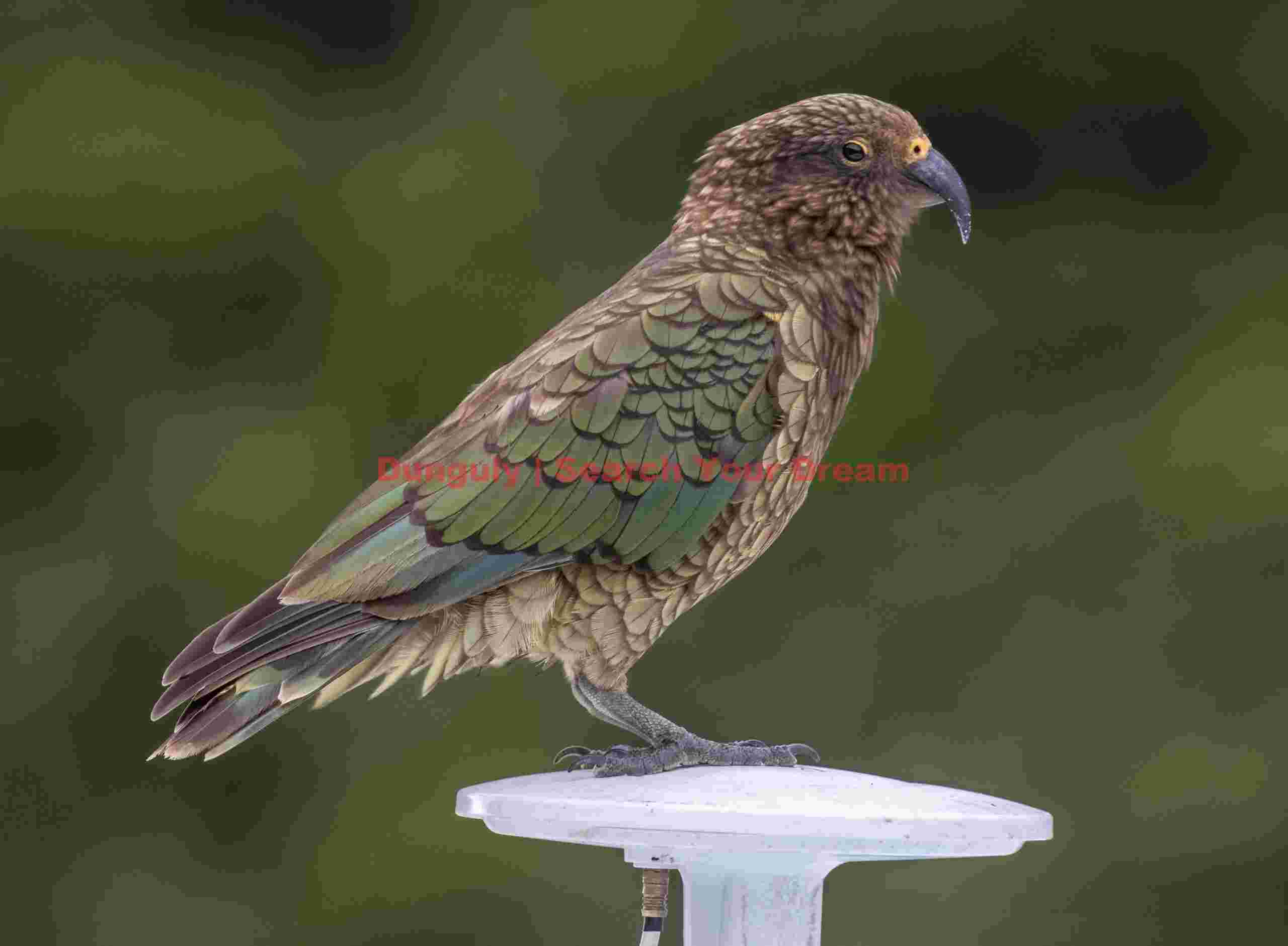 Kea on an antenna