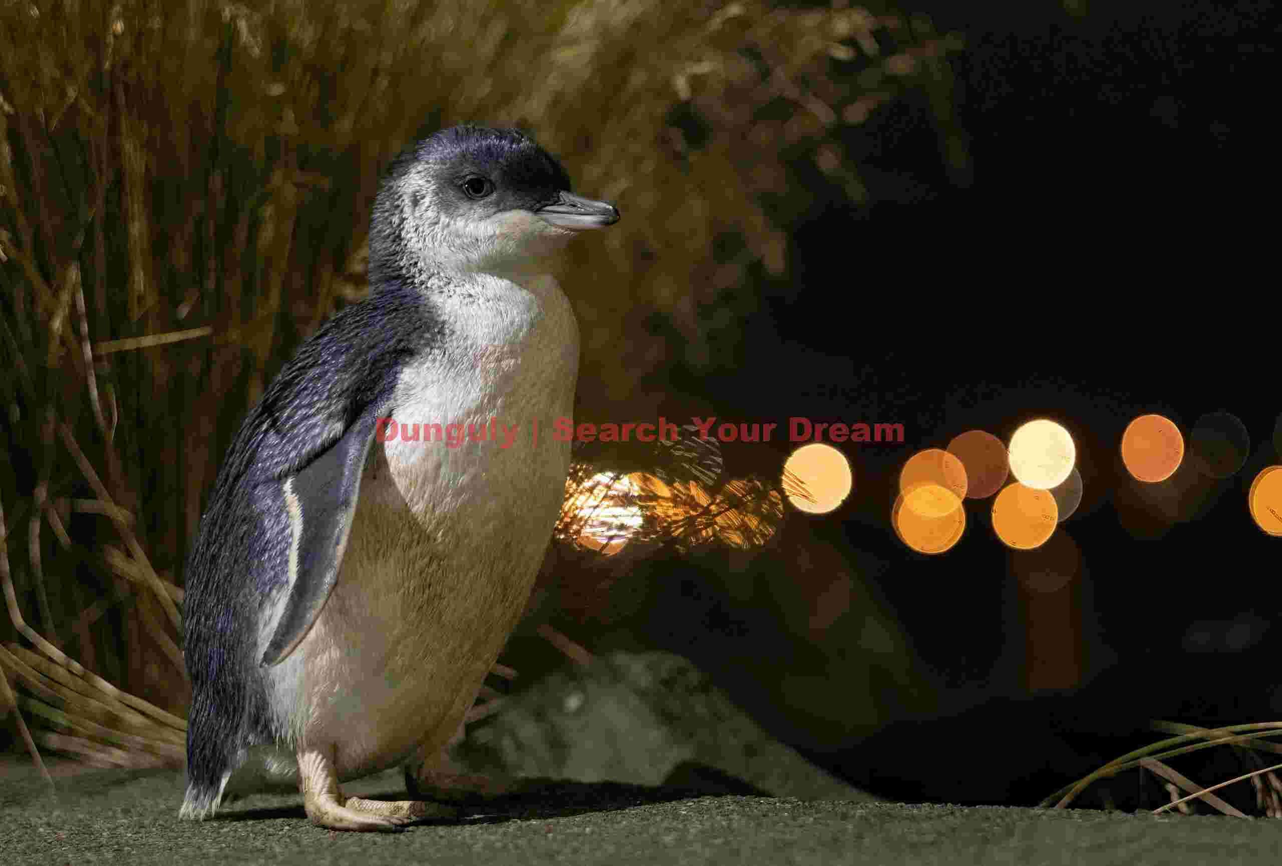 Little blue penguin with boke balls