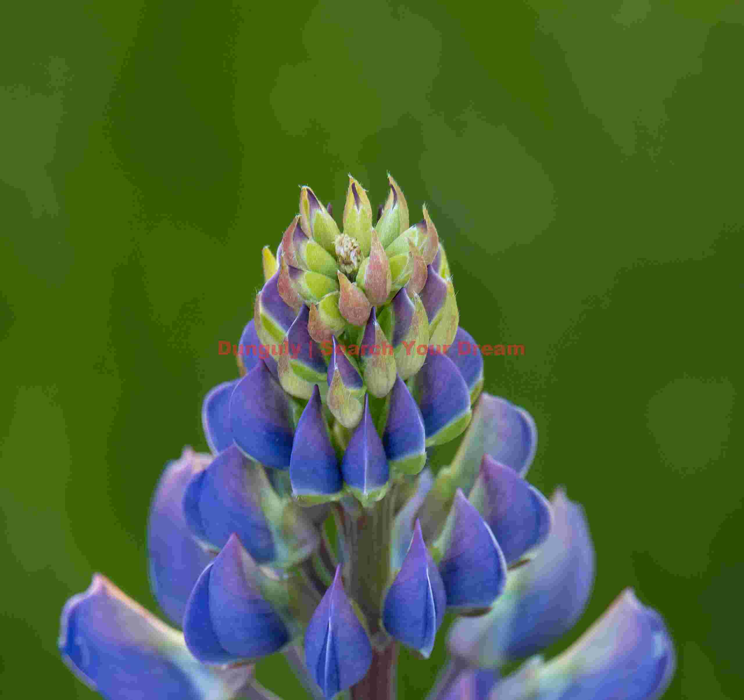 Lupin head on green