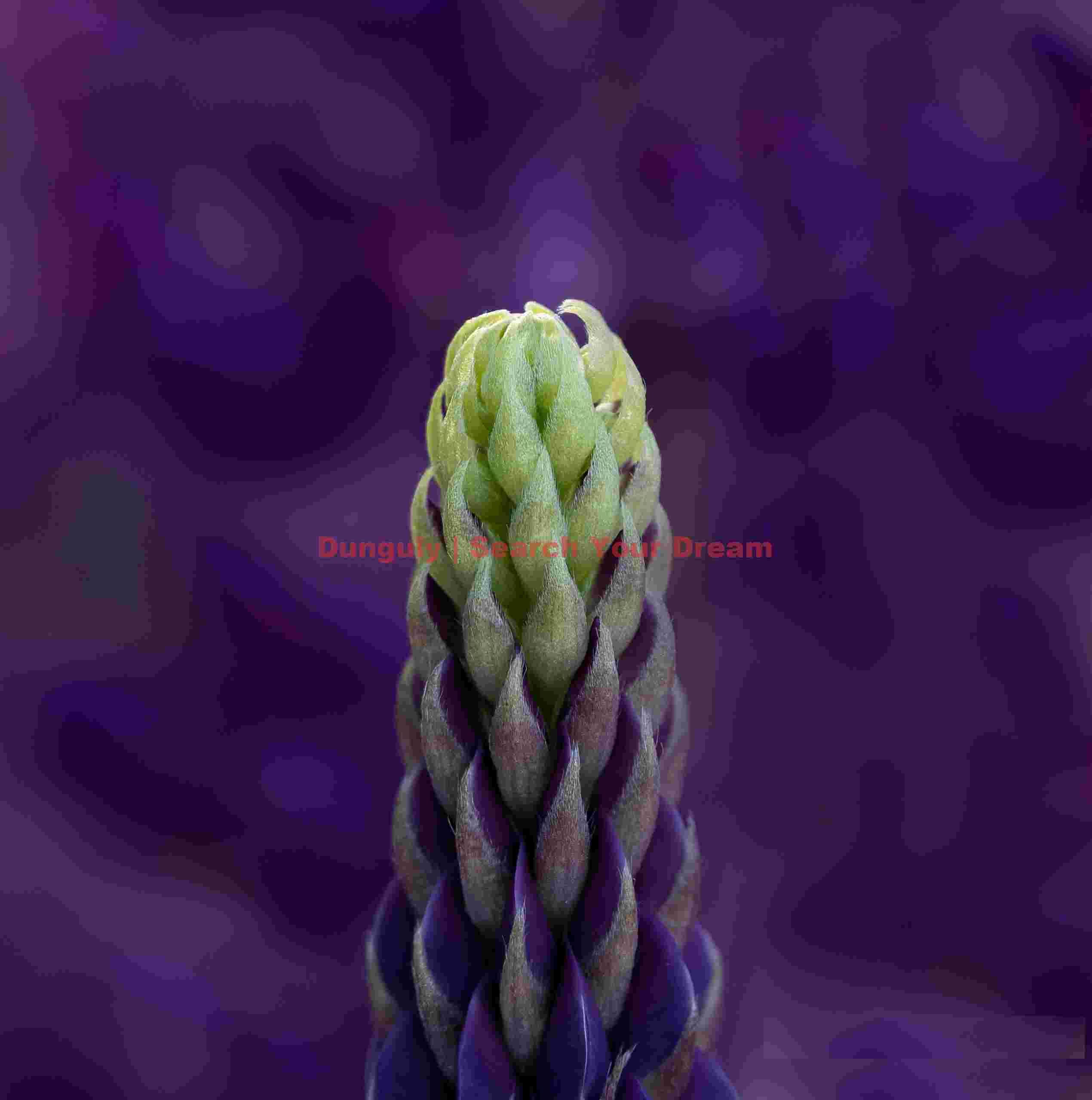 Lupin head on purple