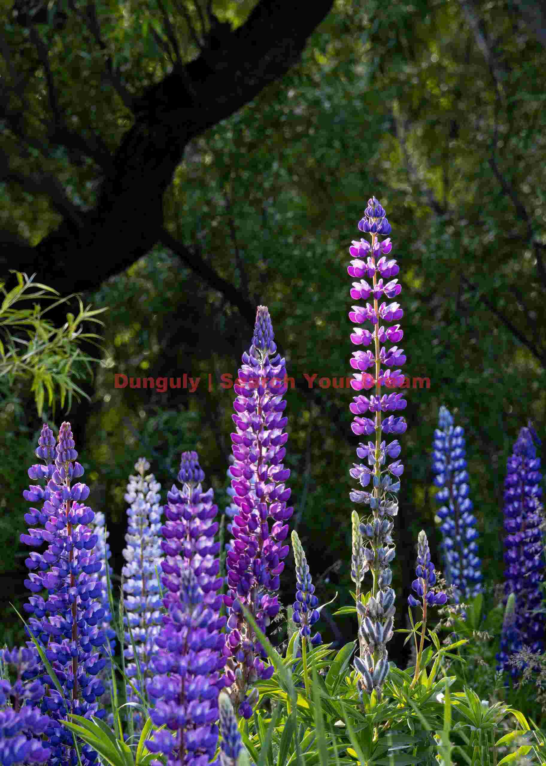 Lupins against shadowed tree trunk