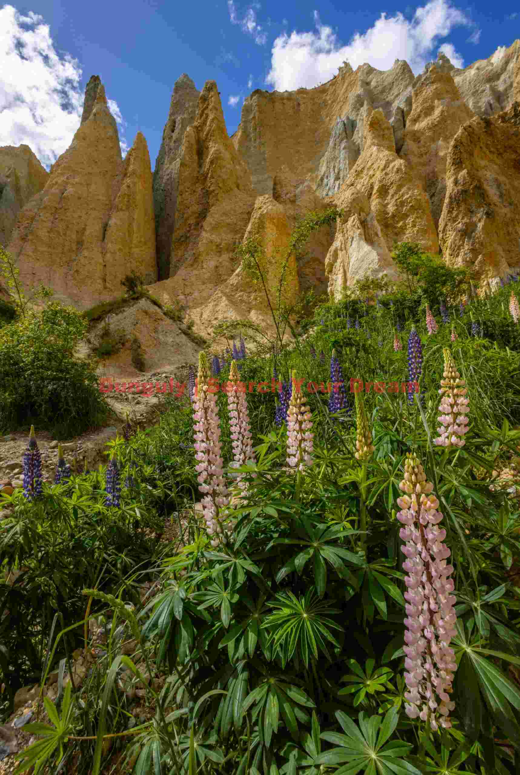 Lupins among the clay cliffs of Omarama