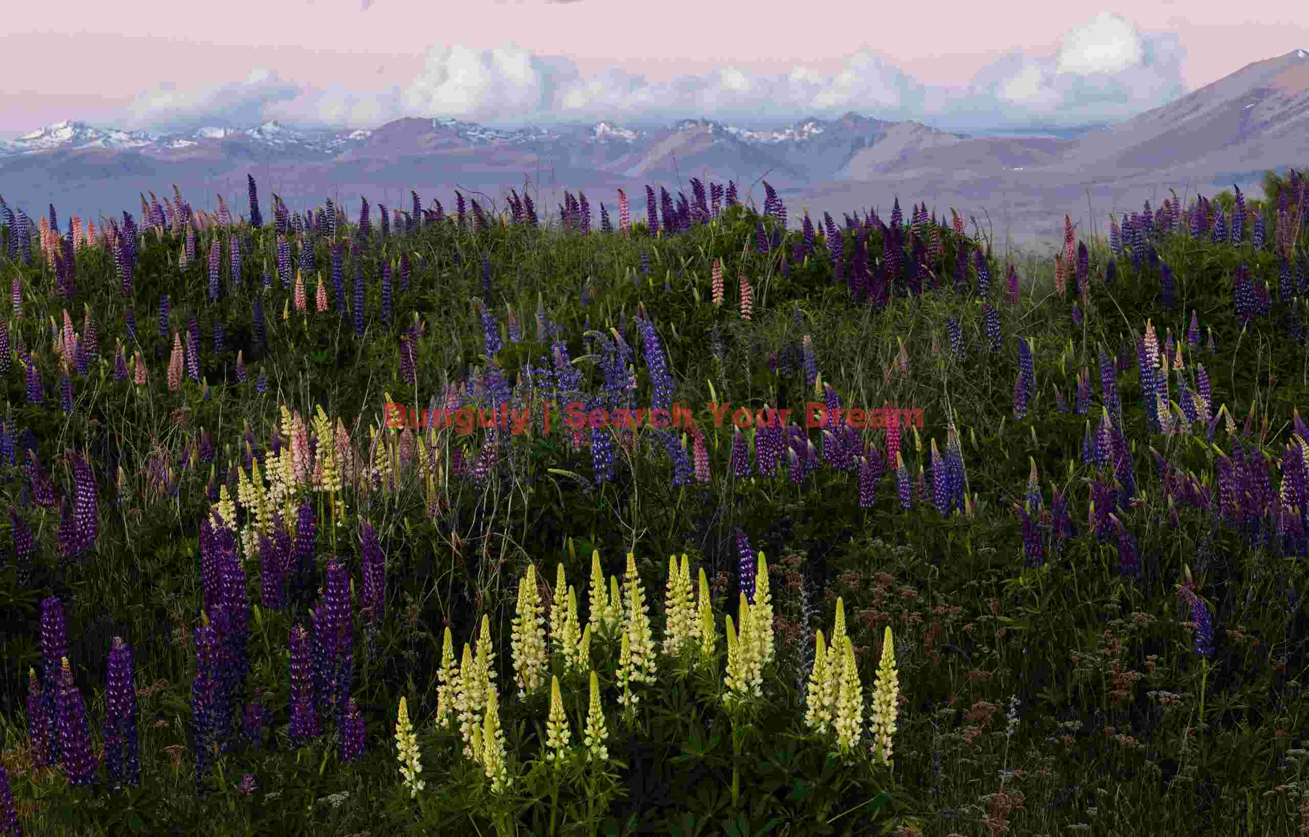 Lupins and Southern Alps at sunset