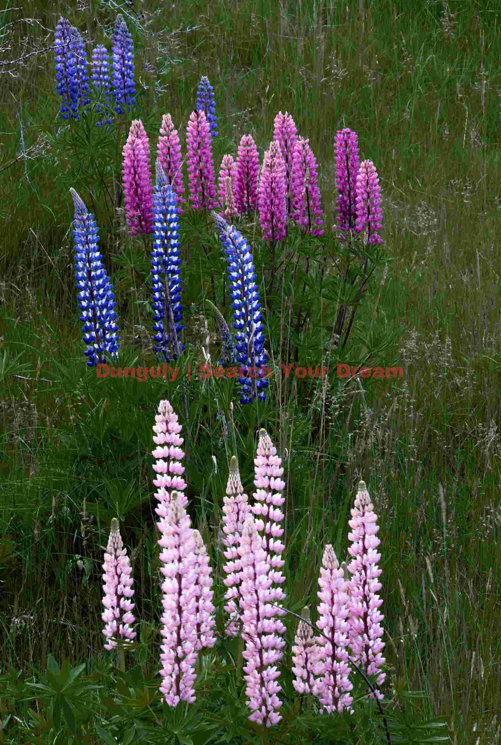 Multi-colored lupins