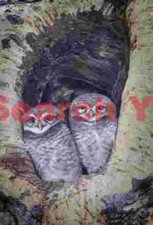 My last photograph from Burma