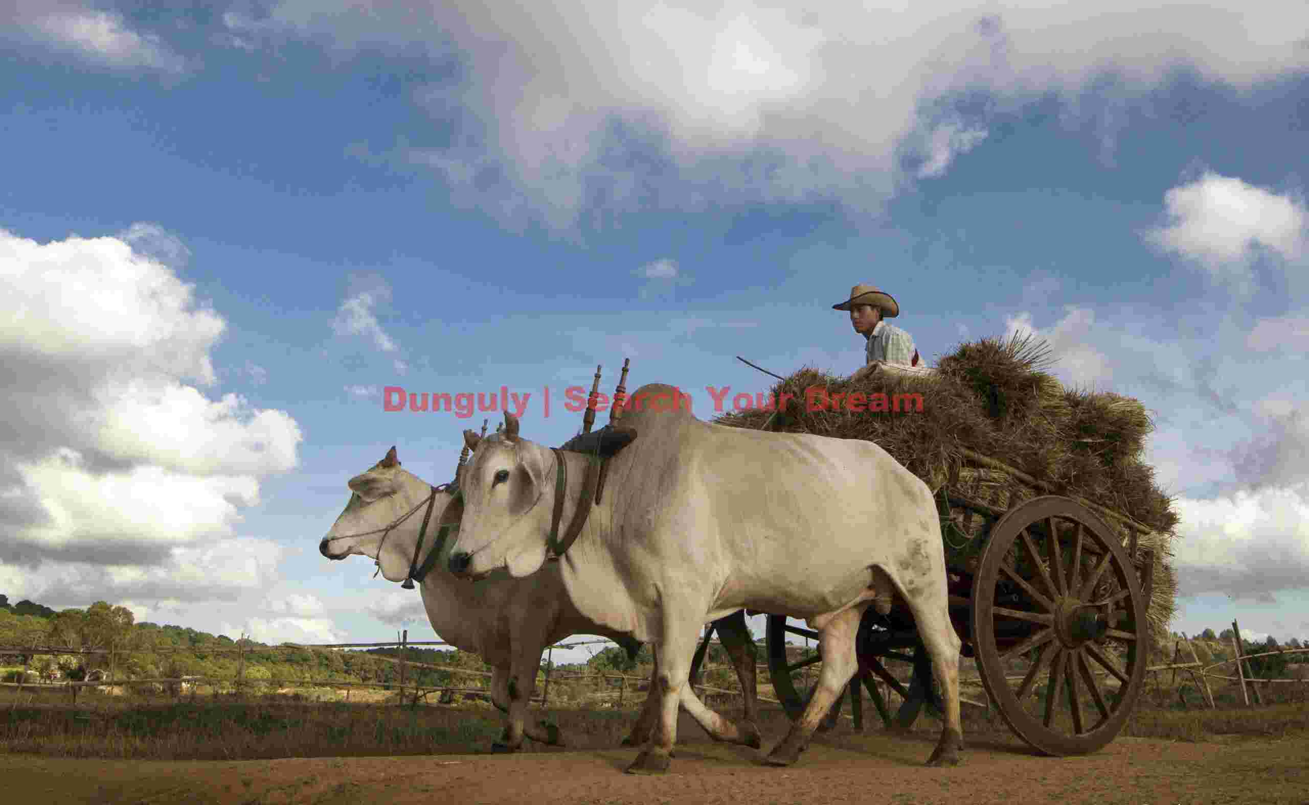Ox cart photographed from low angle