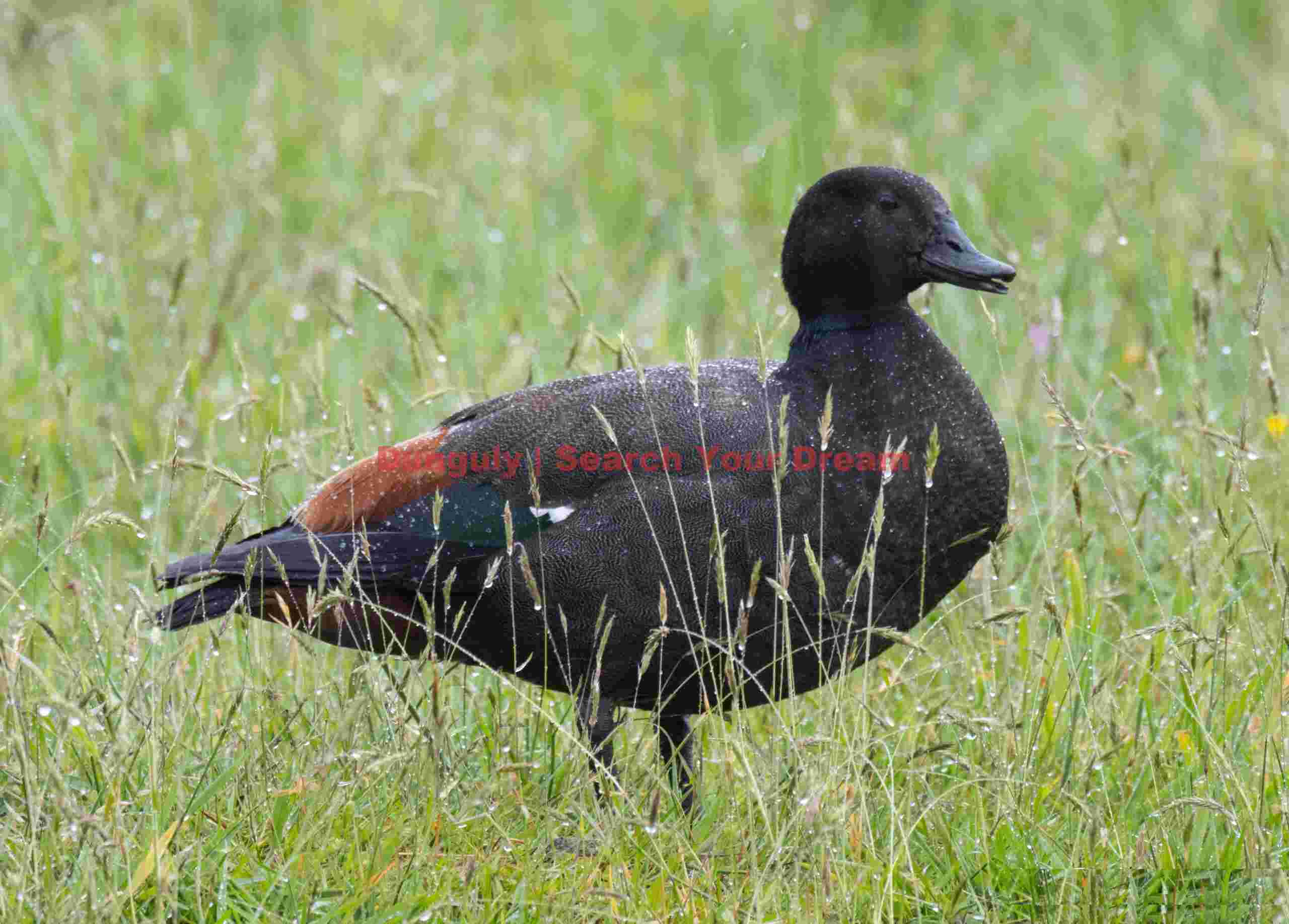 Paradise shelduck, male