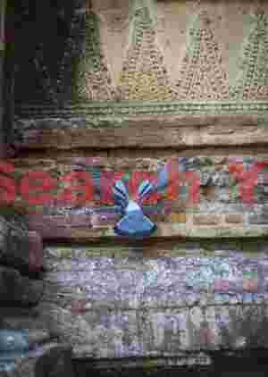 Pigeon on temple wall
