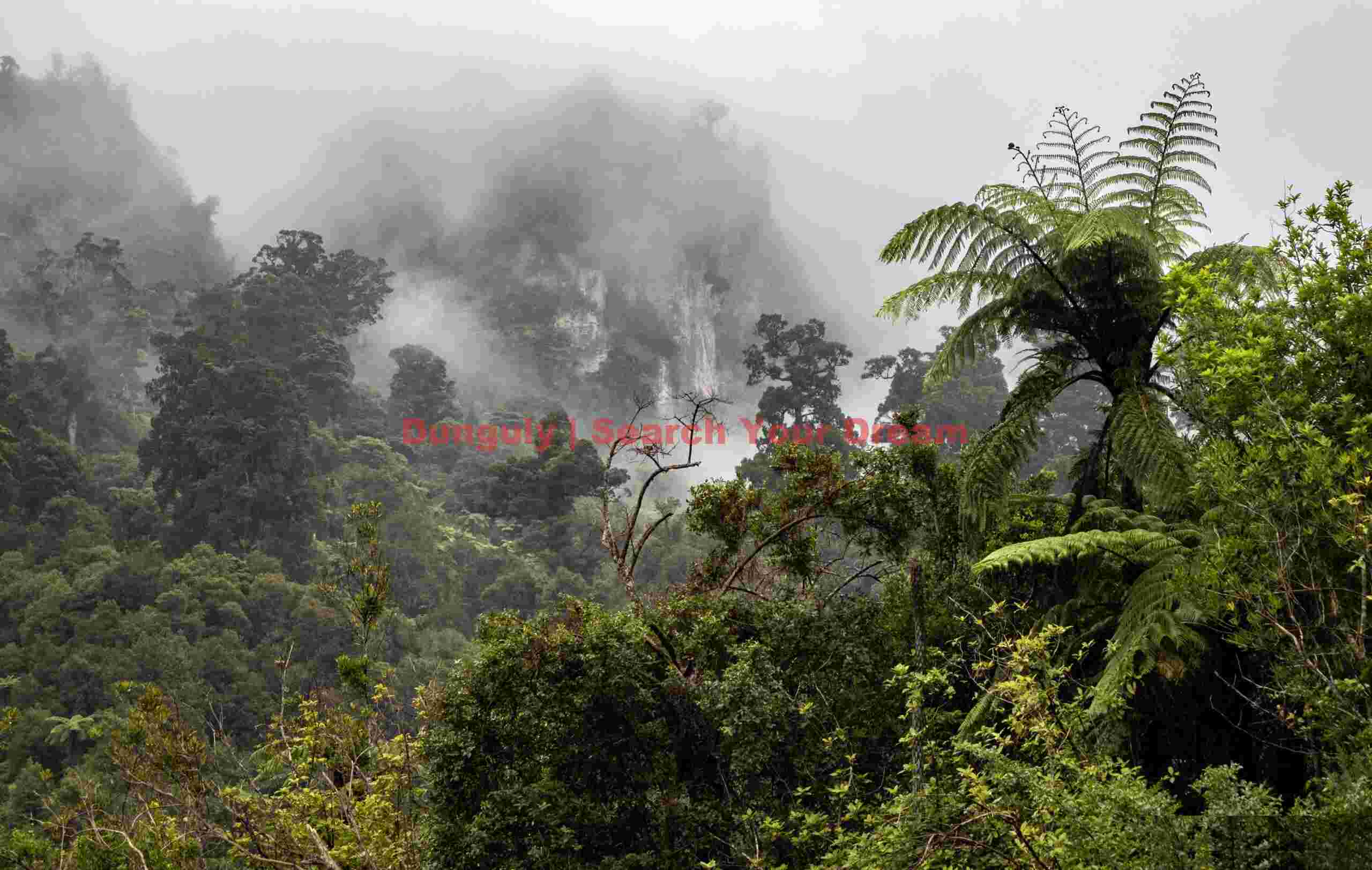 Rain forest and cliffs in the mist